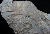 x Plate of Ichthyosaur Fossils - Posidonia Shale #13634-4